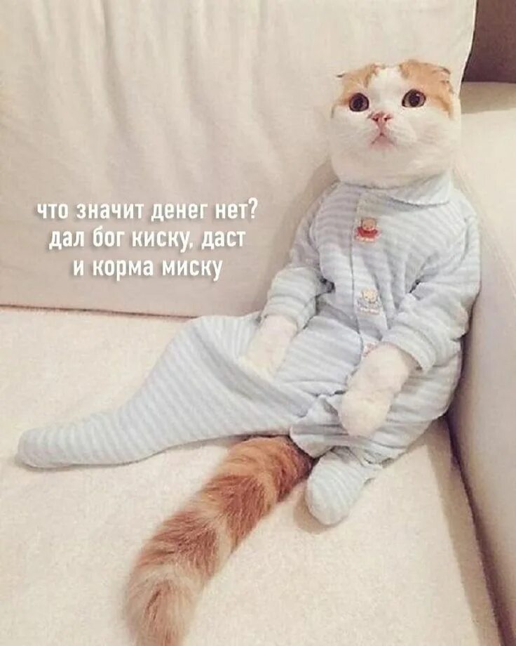 Котики в одежде фото Pin auf юмор
