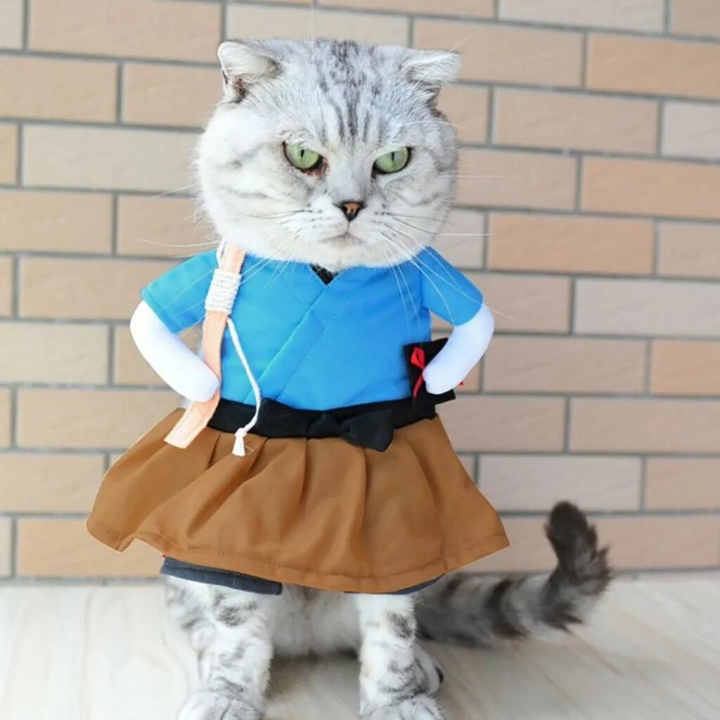 Котики в одежде фото Плюшевый костюм для кота купить недорого - выгодные цены, бесплатная доставка, р