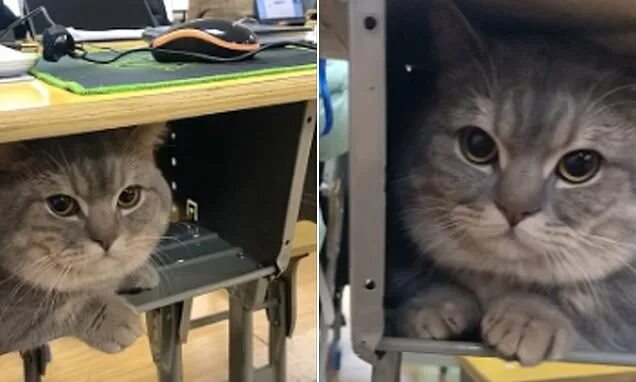 Котики в школе фото Pet cat quietly stays inside his student owner's desk after she secretly brought