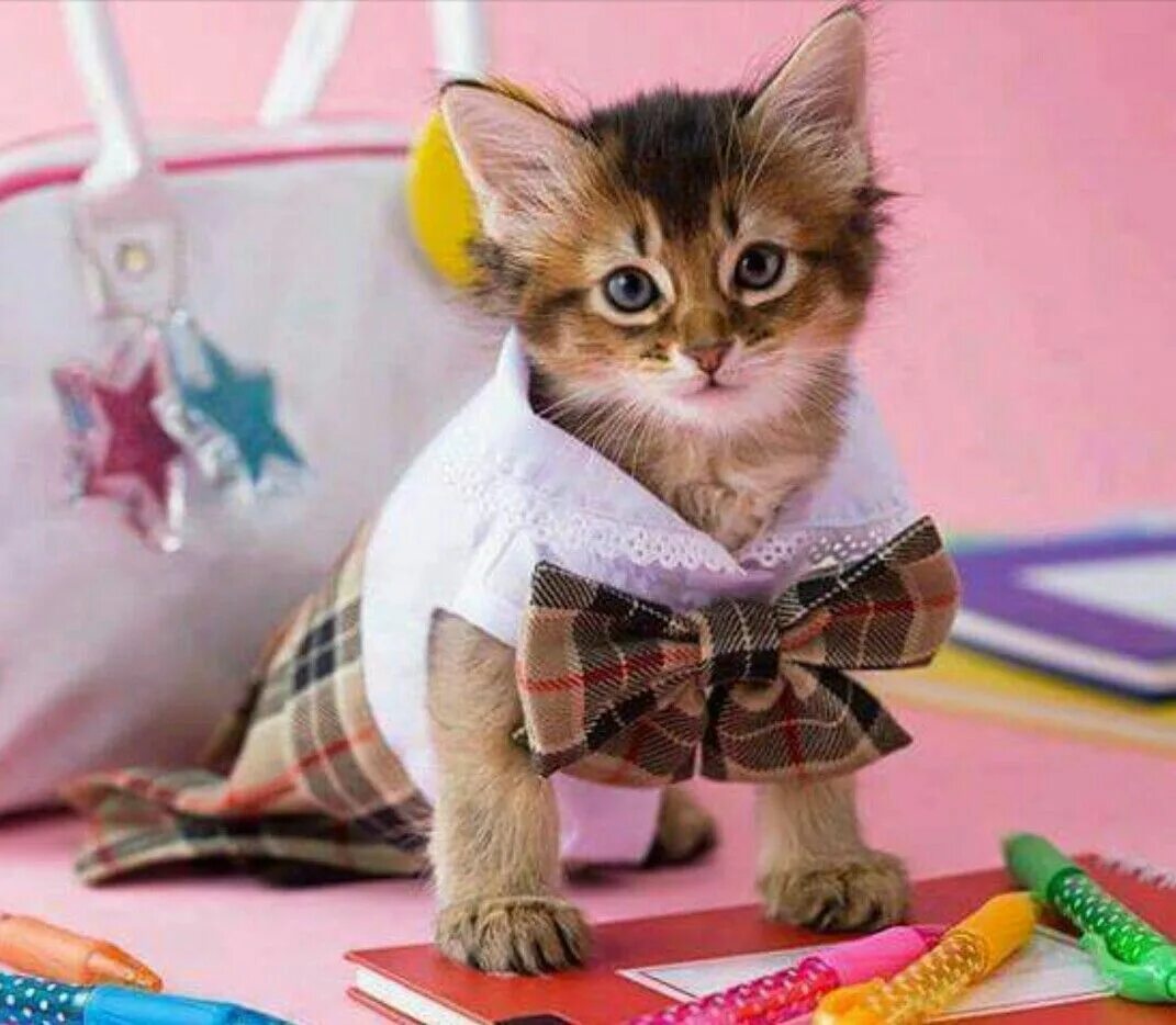 Котики в школе фото Pin on cute & funny cats Cute cats and dogs, Baby cats, Kittens cutest