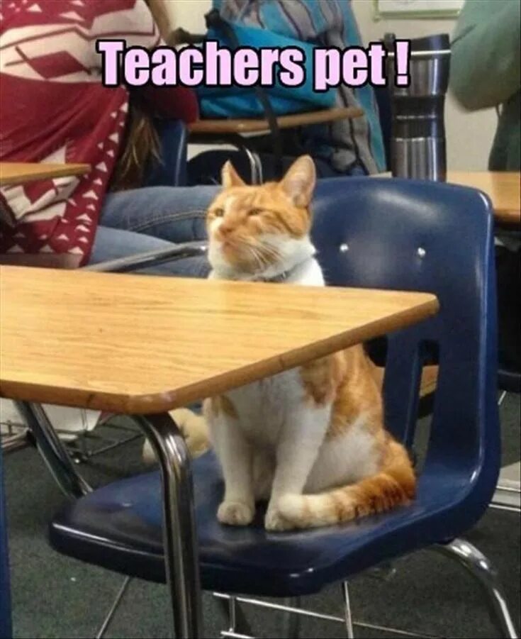Котики в школе фото Funny Animal Picture Dump Of The Day 25 Pics Funny animals, Funny animal picture