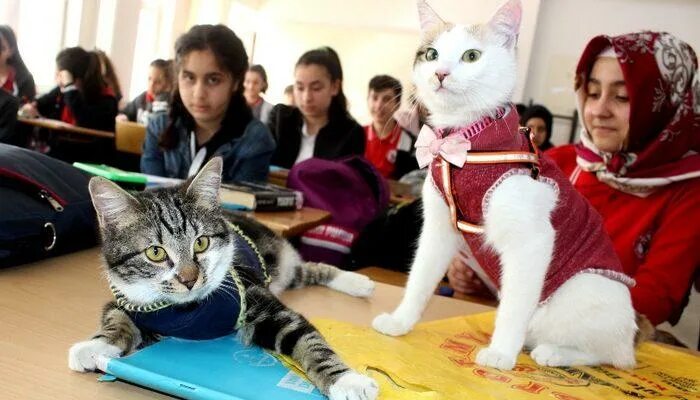 Котики в школе фото Bu kediler derse giriyor - Son Dakika Haberler
