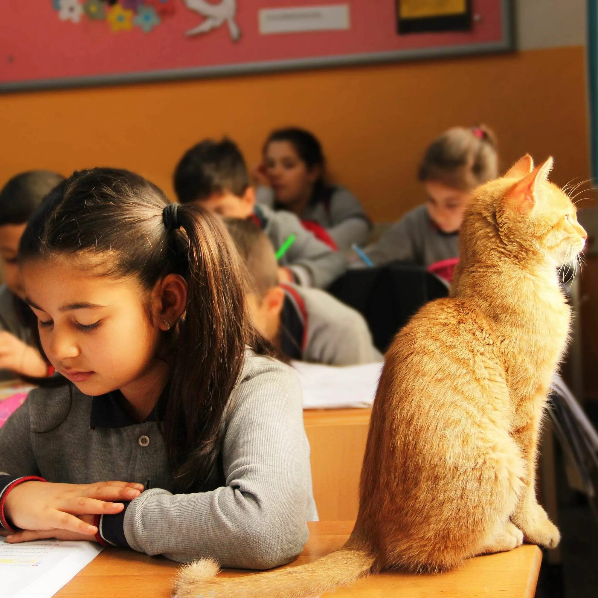 Котики в школе фото Cat Wanders Into Third-Grade Class - And Decides He's Never Leaving Cats, Cat st