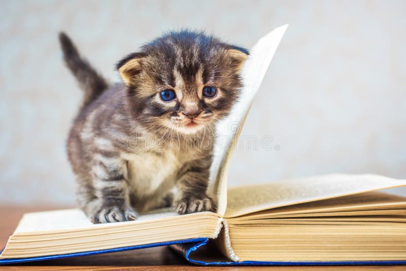 Котики в школе фото Little Striped Cute Kitten Sits on Book. Kitten with Blue Eyes Stock Photo - Ima