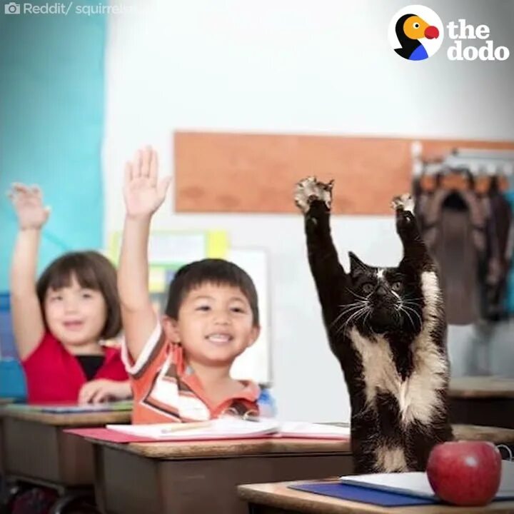 Котики в школе фото Cat Can't Stop Putting Her Arms In The Air - No One Knows Why The Dodo - YouTube