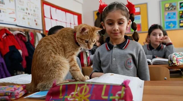 Котики в школе фото Yaşam Haberleri ve İnsana Dair Güncel Habeler Sayfa 1142 TRT Haber