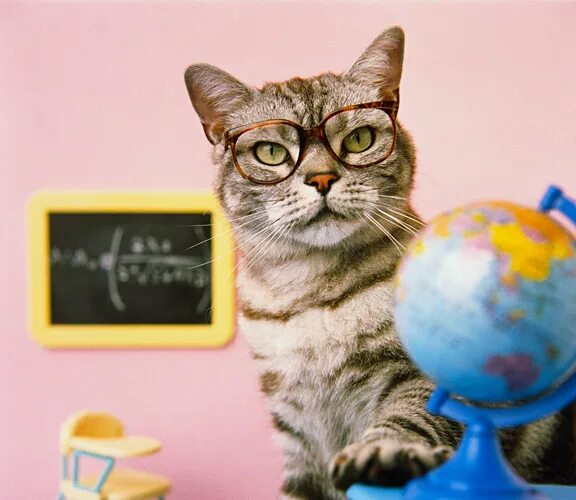 Котики в школе фото span style="color:red"✓ /span Конкурс "Классная работа", ко Дню учителя, ГБОУ Шк