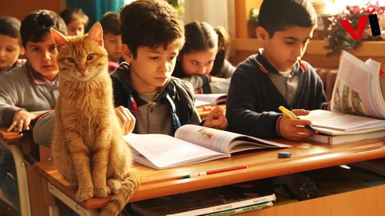 Котики в школе фото Stray Cat Wanders Into Third Grade Classroom - Finds A New Home - YouTube