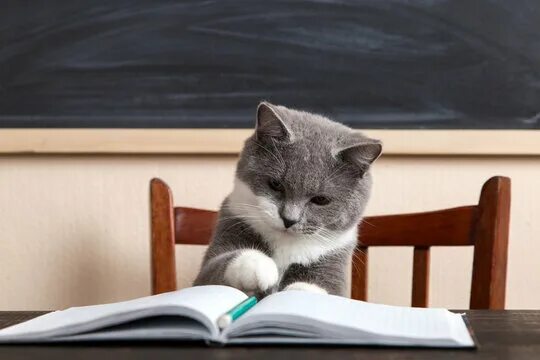 Котики в школе фото Cats And Books Изображения: просматривайте стоковые фотографии, векторные изобра