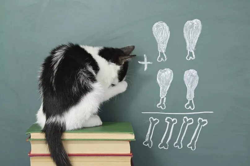 Котики в школе фото School started again !! 2023 какие-то кошачьи мемы ВКонтакте