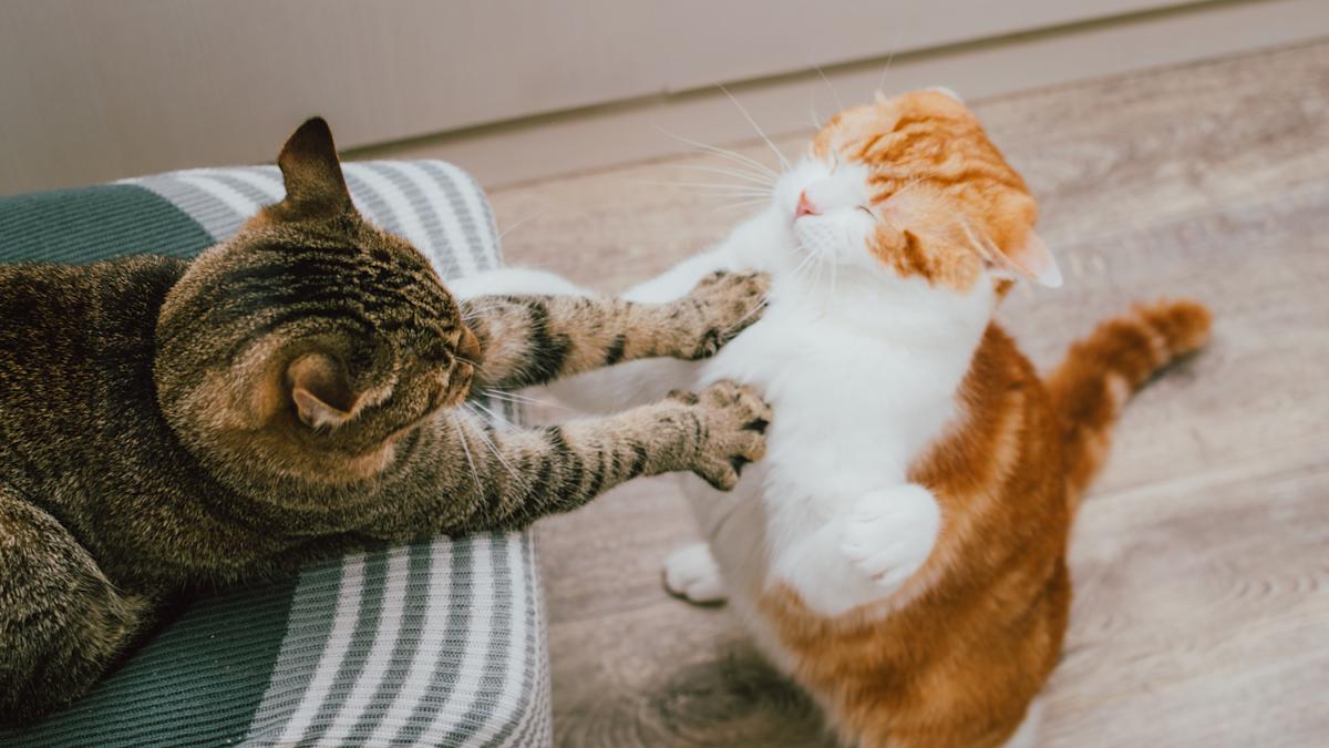 Котики вместе фото Cats not getting along? Behaviorist recommends using clicker training to improve
