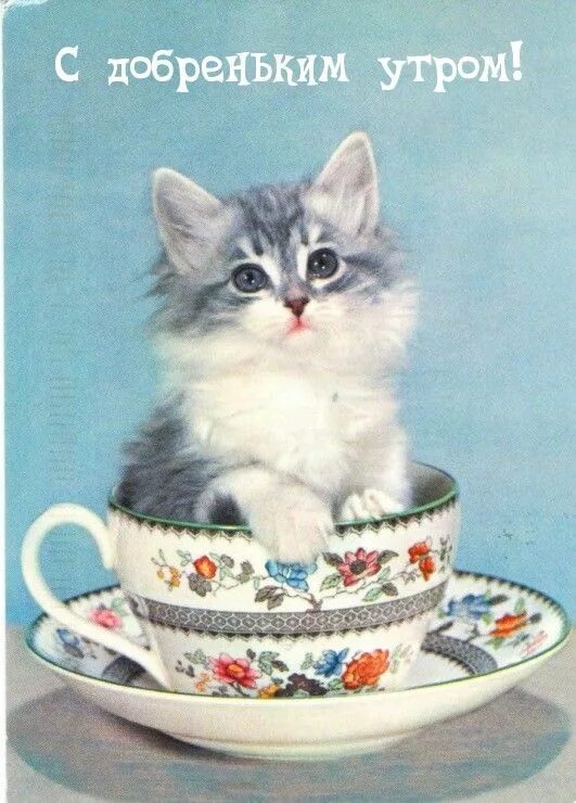 Котики желают доброго утра картинки прикольные Pin on доброе утро Good morning, Tea cups, Cats