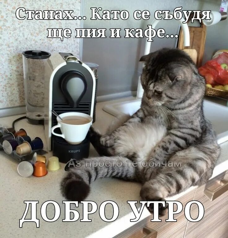 Котики желают доброго утра картинки прикольные Pin op Добро утро