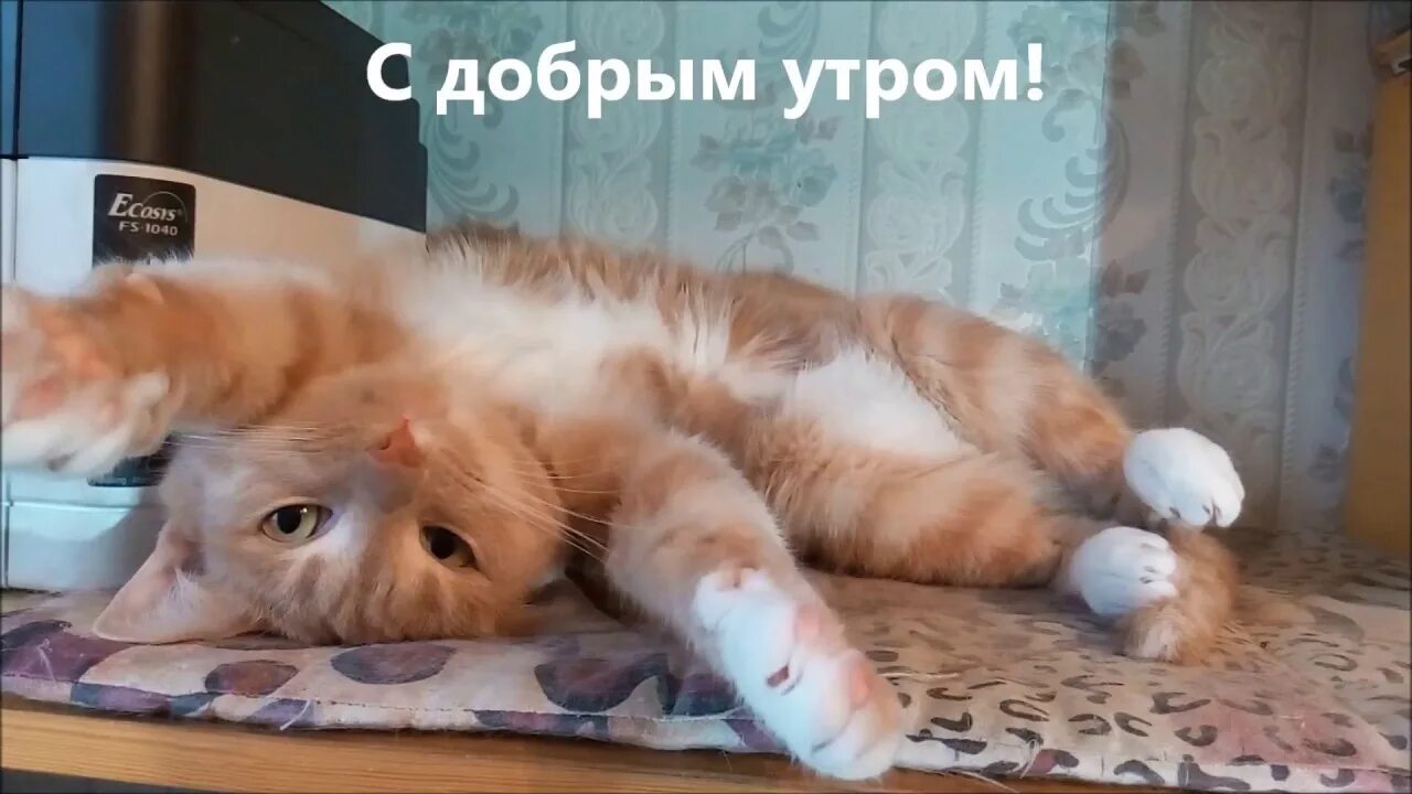 Котики желают доброго утра картинки прикольные С добрым утром! - YouTube
