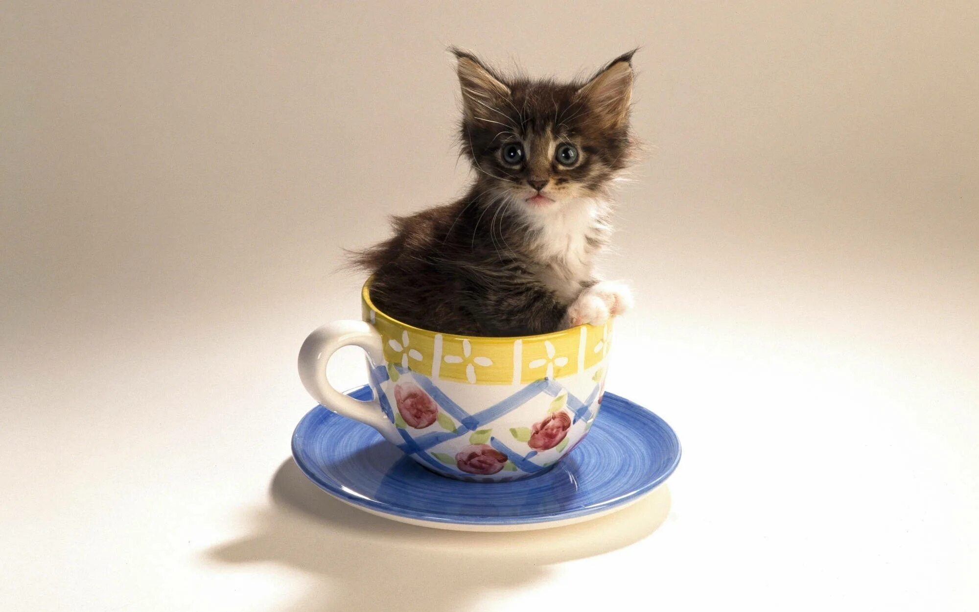 Котики желают доброго утра картинки прикольные Download Cute Kitty In Teacup Wallpaper Wallpapers.com