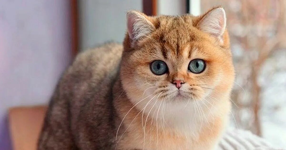 Котики золотая шиншилла фото Потому что нельзя быть такой красивой. Пикабу
