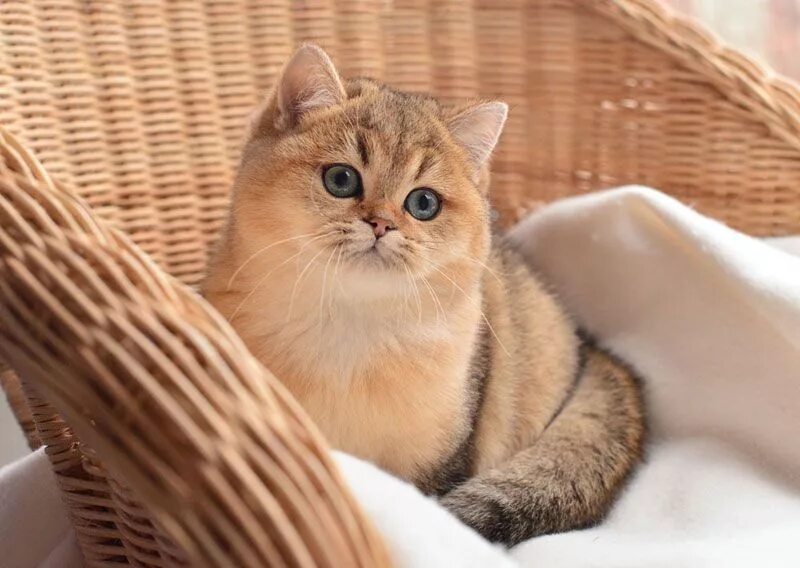 Котики золотая шиншилла фото золотая британская шиншилла котенок Котята, Кошки, Милые детеныши животных
