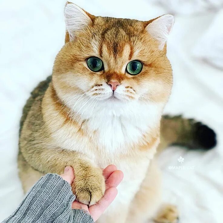 Котики золотая шиншилла фото Pin on cats