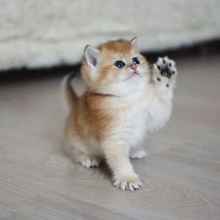 Котики золотая шиншилла фото Hi there!!❤ ❤ Cute cats, Kittens cutest, Baby animals