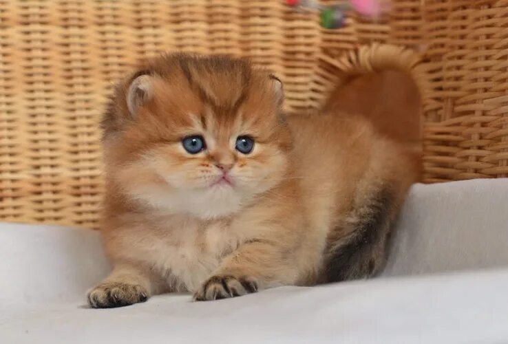 Котики золотая шиншилла фото Красавчик...))) - Животные - 1252776 - Tabor.ru