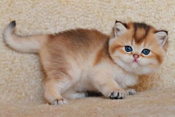 Котики золотая шиншилла фото Ответы Mail.ru: сколько стоят котята Породы британец "золотая шиншилла"?