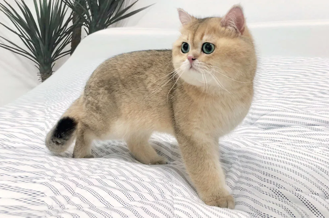 Котики золотая шиншилла фото Приметы и суеверия про кошек в доме АДРЕС Дзен
