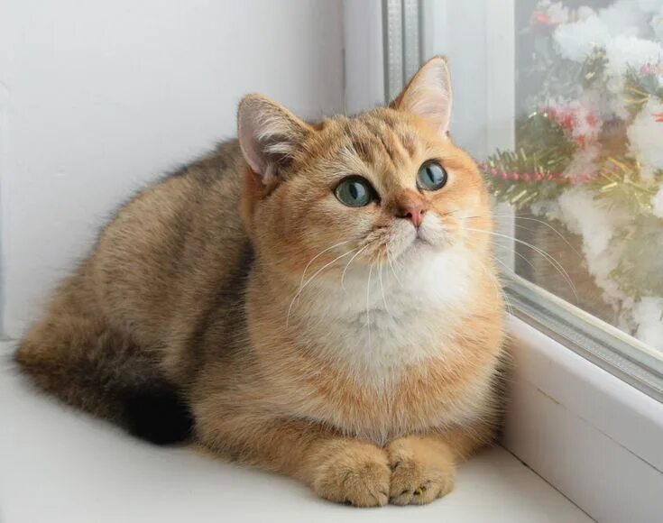 Котики золотая шиншилла фото Рыжий британский кот с зелеными глазами (30 фото)