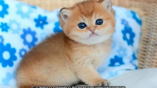 Котики золотая шиншилла фото Золотая шиншилла - кошка с особым характером - смотреть видео онлайн от "Пушисты