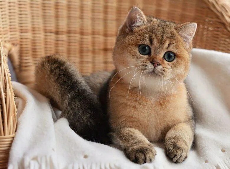 Котики золотая шиншилла фото Британская золотистая шиншилла - купить в Иркутске, цена 16 000 руб., продано 15