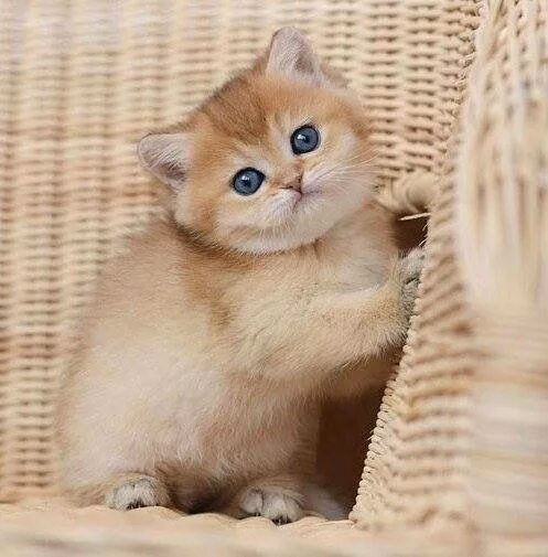 Котики золотая шиншилла фото Pin by Nil on Pişikler Kittens and puppies, Kittens cutest, Beautiful cats