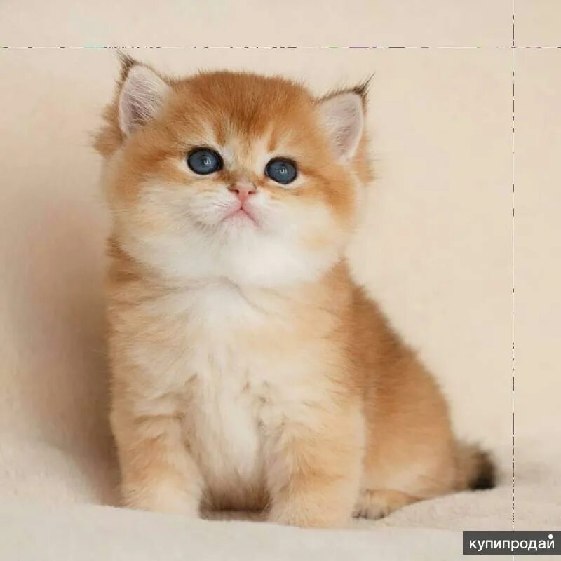 Котики золотая шиншилла фото Золотая британская шиншилла в Москве