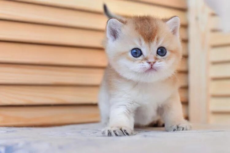 Котики золотая шиншилла фото "НЯШКА""""" - Животные - 228839 - Tabor.ru