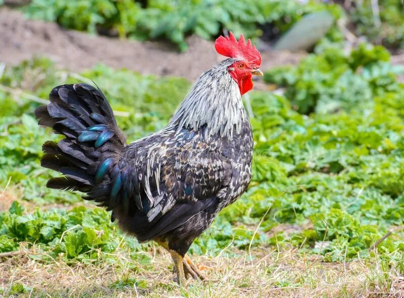 Котляревская порода кур фото 16,595 Black Rooster Stock Photos - Free & Royalty-Free Stock Photos from Dreams