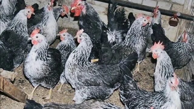 Котляревская порода кур описание фото Разведение кур Котляревской породы как бизнес идея Птицеводство Котляревские кур