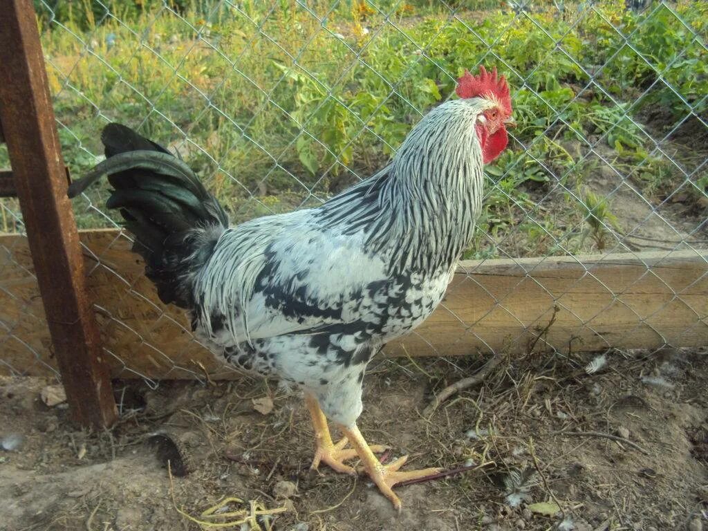 Котляревские куры фото описание Котляревские куры - фото и описание, отзывы, плюсы и минусы