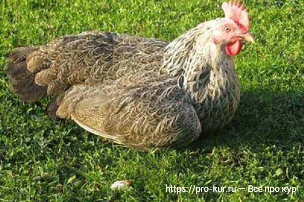 Котляревские куры фото описание Котляревские куры - кормление и разведение в домашних условиях Курочка Дзен