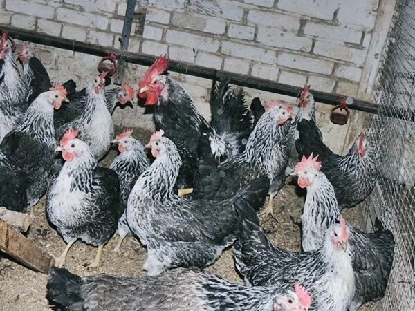Котляревские куры фото описание Котляревские куры: стандарт породы, преимущества и недостатки, правила содержани