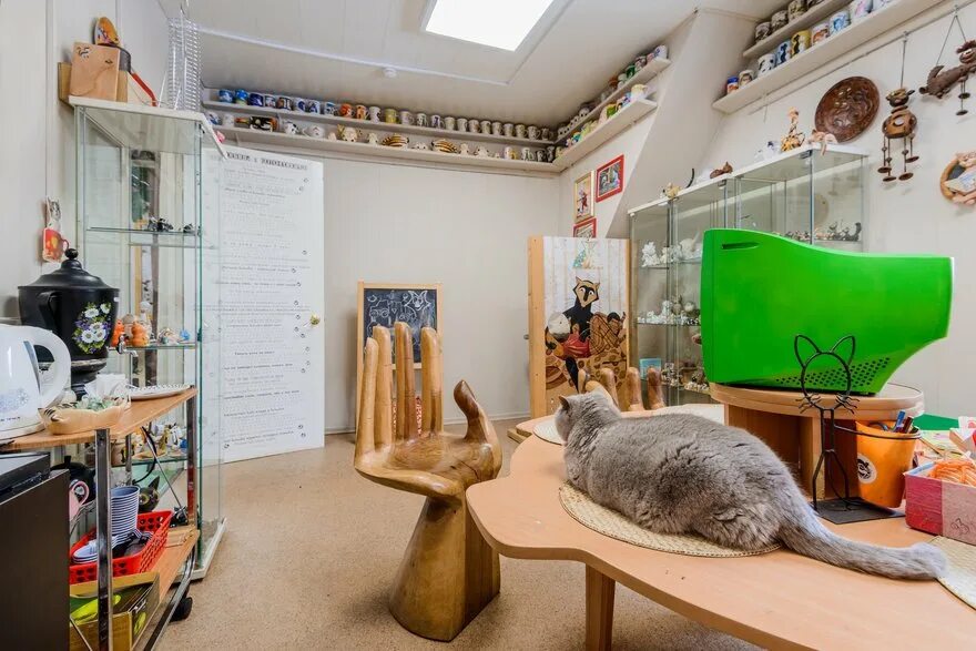 Котмузей ул пушкина 6 фото Кошачий Петербург: 10 главных мест, посвящённых кошкам Blog Fiesta