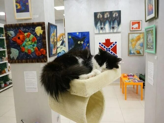 Котмузей ул пушкина 6 фото Музей кота в Минске ⋆ Туры в Беларусь из любой точки России