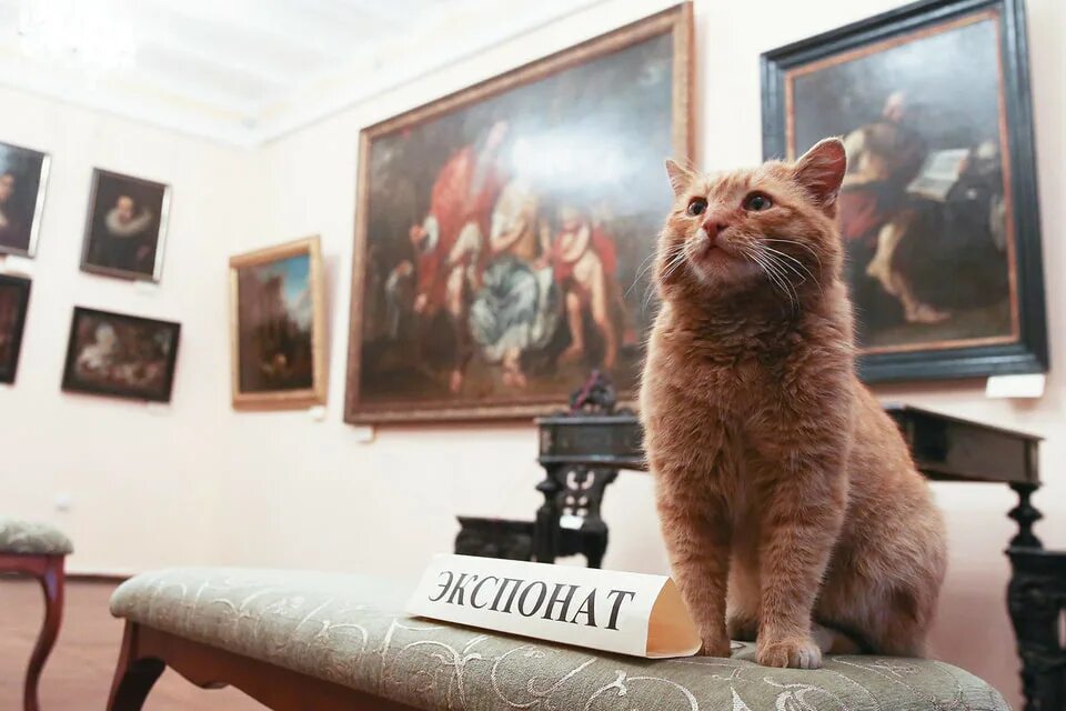 Котмузей ул пушкина 6 фото Кот и человек: история вопроса - КАК ПОТРАТИТЬ