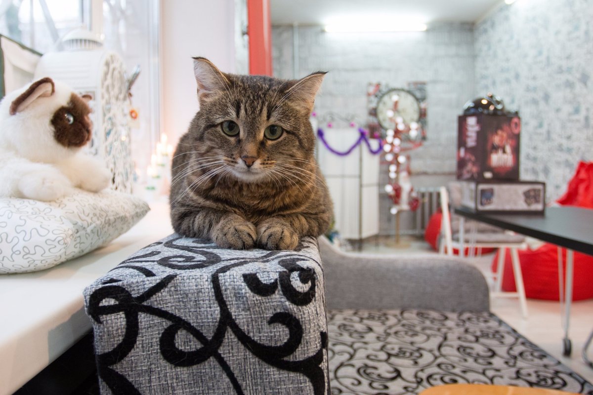 Котофан клуб октябрьская ул 27 фото Котокафе и студия творчества "CatStory", Москва: лучшие советы перед посещением 