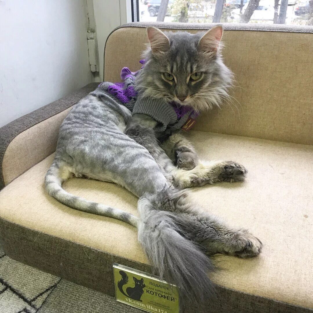 Котофей ул евтеева 4 челябинск фото Котофей, антикафе в Челябинске - отзыв и оценка - ducky_duck