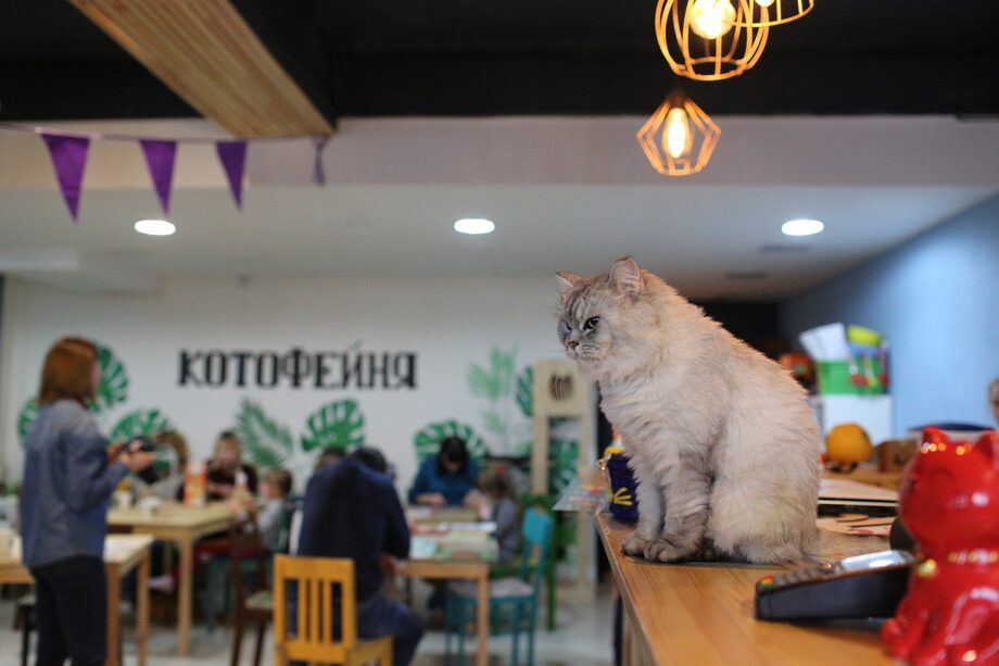 Котофейня комсомольская ул 49 фото Гид по Ханты-Мансийску
