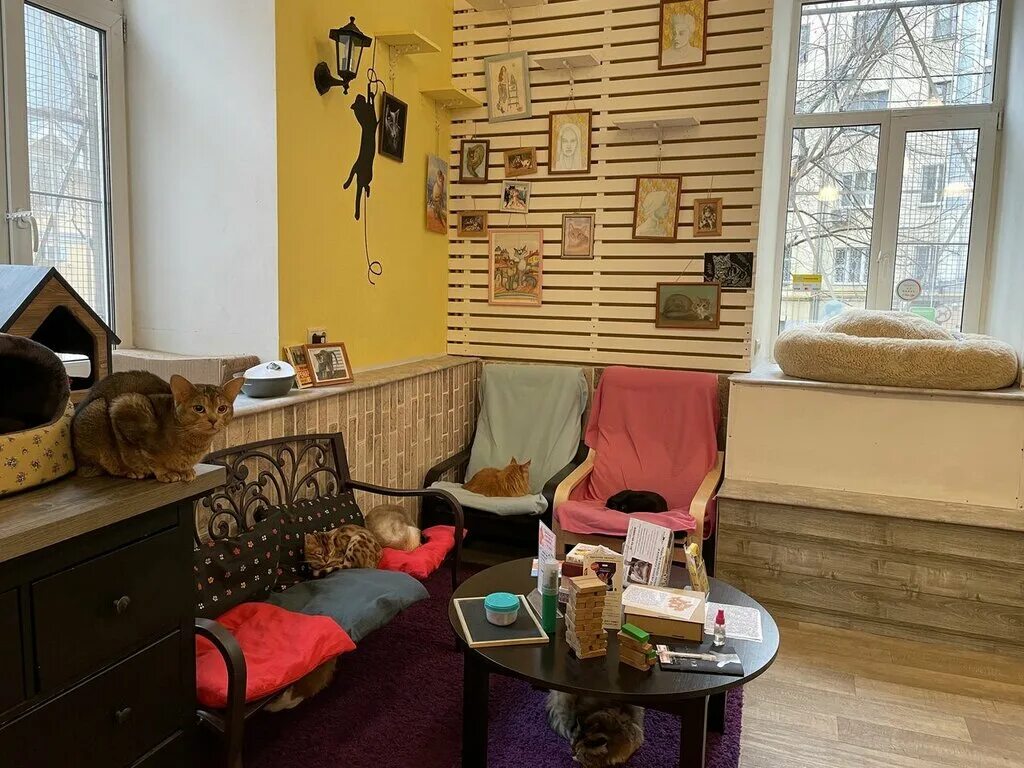 Котофейня октябрьская ул 34а фото Панорама: Котокафе Котофейня, антикафе, ул. Маросейка, 10/1с1, Москва - Яндекс К
