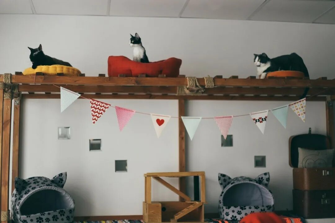 Котокафе деликотес просп ленина 101 фото Личный опыт: как устроено котокафе Sobaka.ru