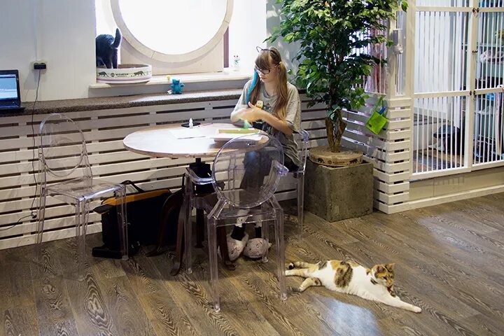 Котокафе деликотес просп ленина 101 фото Афиша Город: Как устроено первое котокафе "Котики и люди" - Архив