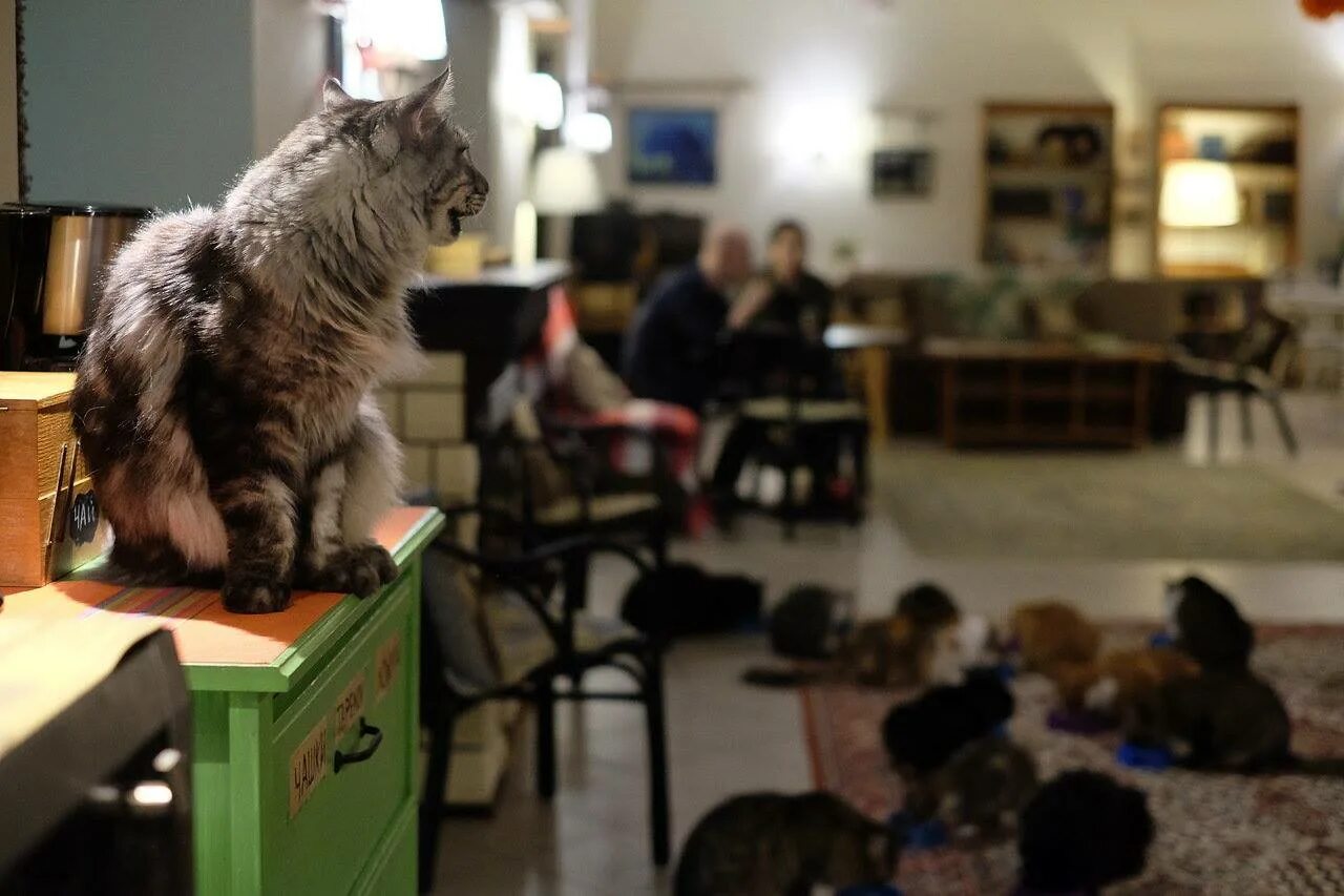 Котокафе деликотес просп ленина 101 фото Мы создали место, где можно прийти и согреться возле котов" Правмир