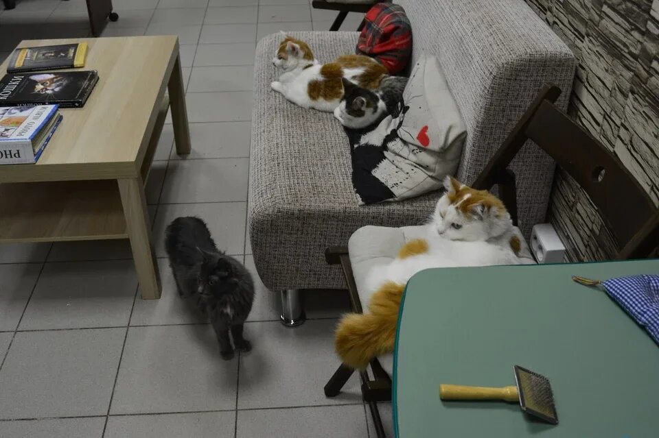 Котокафе деликотес просп ленина 101 фото В Челябинске можно выпить кофе с котиками, рыбками и птичками - KP.RU