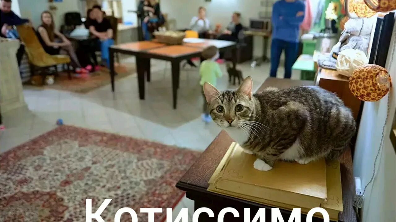 Котокафе деликотес просп ленина 101 фото Котокафе - YouTube