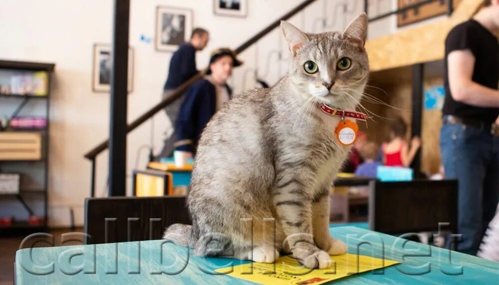 Котокафе деликотес просп ленина 101 фото Новости - Антикафе: 6 шагов к популярности